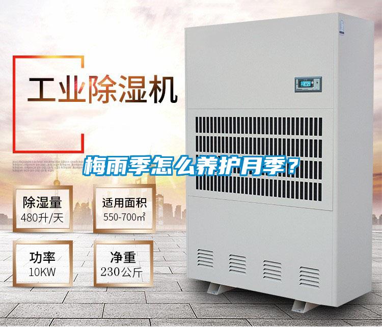 梅雨季怎么養護月季?