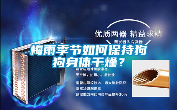 梅雨季節如何保持狗狗身體干燥？